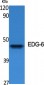 EDG-6 Polyclonal Antibody